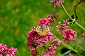 PAINTED LADY BUTTERFLY-2